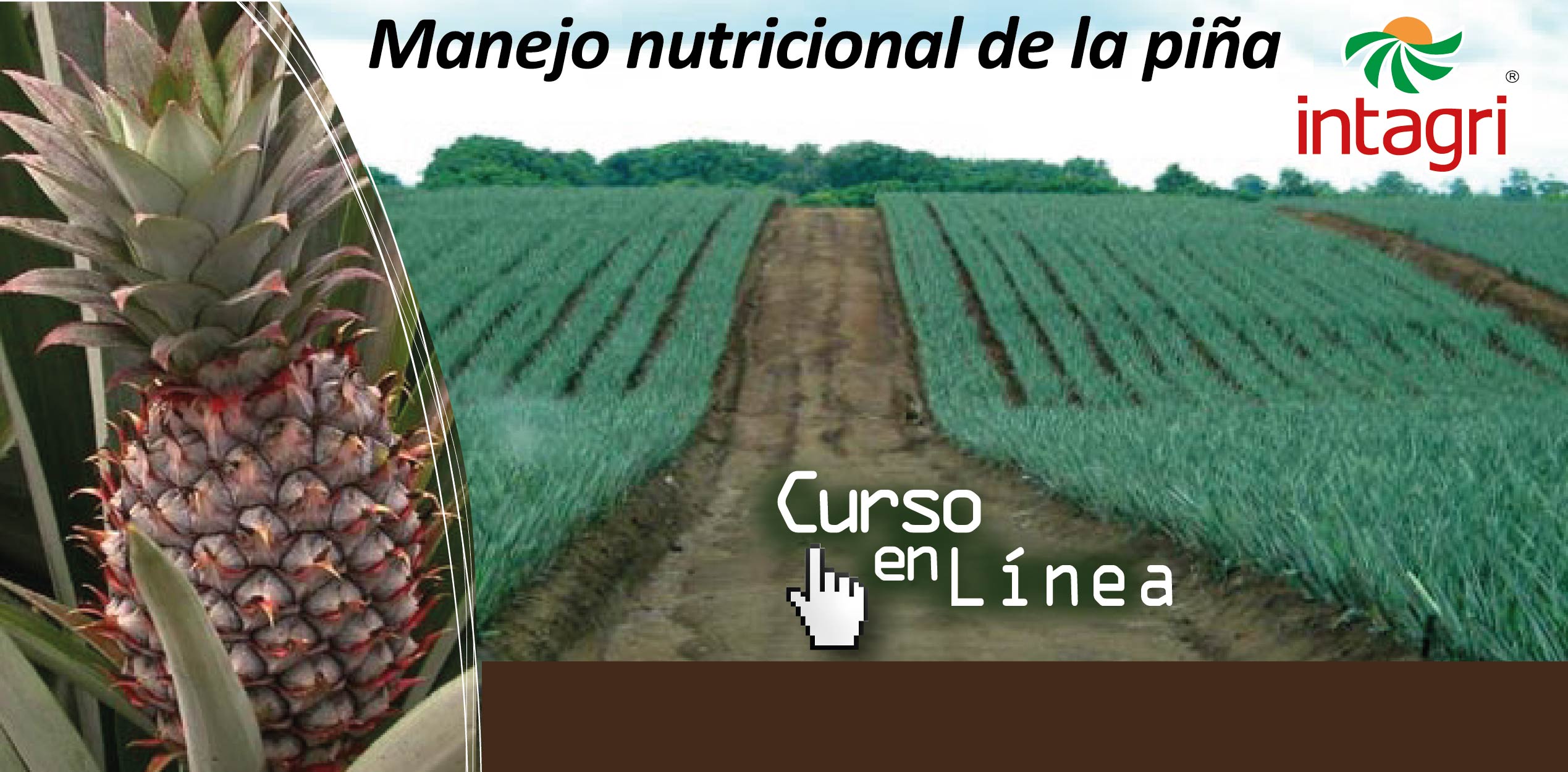Curso virtual: Manejo y Nutrición del Cultivo de la Piña - Inicio
